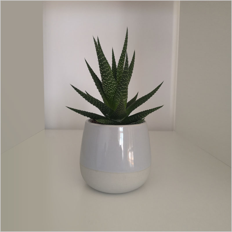 Fotografía de cactus hecha con móvil
